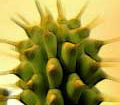 Weight loss. Gordonii de hoodia, un apetito natural suppressant.